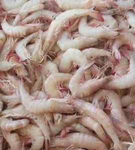 خریدموادغذایی عمده اعتباری