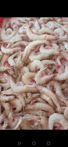 خریدموادغذایی عمده اعتباری